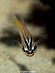 Cardinalfish
Taken with Canon G10&Epoque ES-150DS Strobe by Cigdem Cooper 